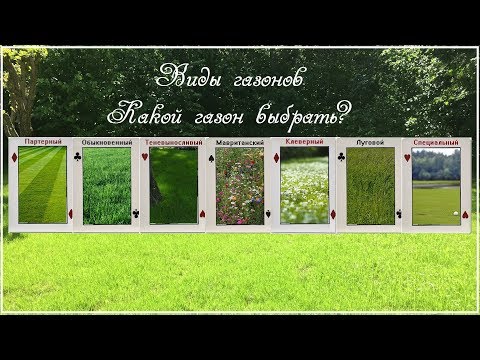 Видео: Виды газонов. Какой газон выбрать?