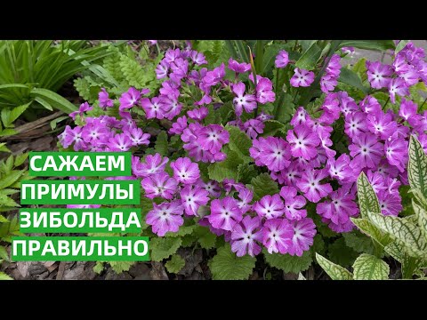 Видео: Примулы Зибольда,  посадка и уход
