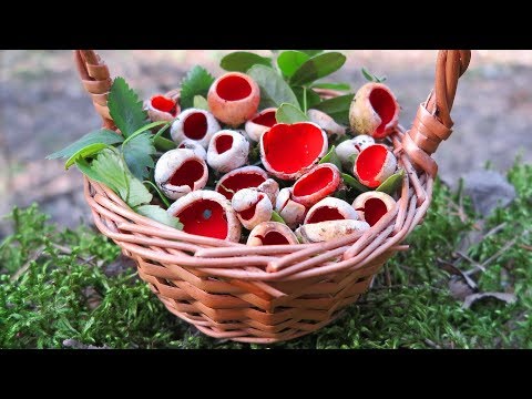 Видео: Грибы в Подмосковье - САРКОСЦИФА алая (австрийская) – Тихая охота на весенние съедобные грибы