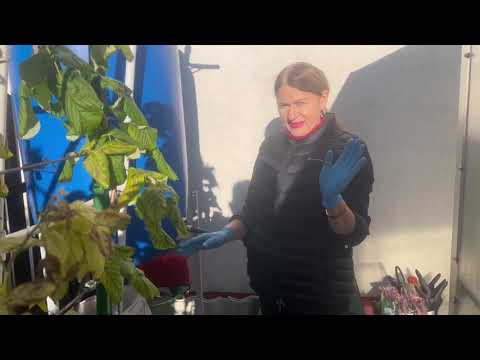 Видео: Высокая грядка