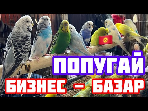 Видео: Бул БАЗАР баарына КЫЗЫК БАЗАР   |  ПТИЧИЙ РЫНОК КЫРГЫЗСТАНА