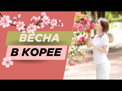 Видео: Весна в Корее: Цветение и пробуждение вишни (cherry blossom)🌸