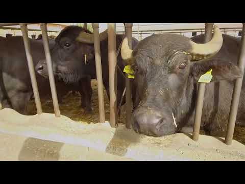 Видео: Food Hunters S06 EP 08 Vesuvius / Ловци на храна С06 ЕП 07 Везувий