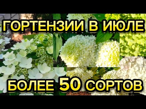 Видео: БОЛЕЕ 50 СОРТОВ МЕТЕЛЬЧАТЫХ ГОРТЕНЗИЙ. ГОРТЕНЗИИ В ЖАРУ.