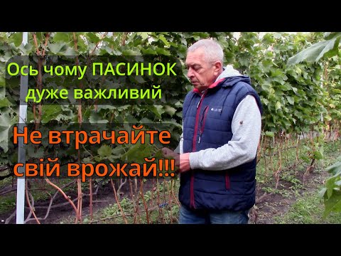 Видео: Ось чому пасинок винограду дуже важливий!Не втрачайте свій врожай!Формування винограднику #виноград