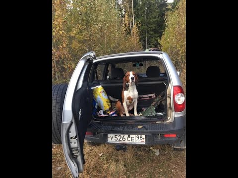 Видео: Охота на зайца с финской гончей.Заяц в бронежилете!!ЗАЯЦ ДОБЫТ