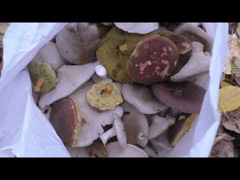 Видео: 😆РЕШИЛИ  Грибы больше НЕ собирать ! ..а они😱 прут и прут ! Все наши планы Разрушены   !