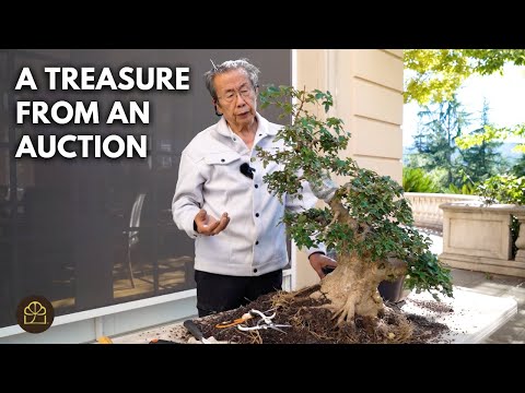 Видео: Корневая обработка, чтобы дать новую жизнь этому старому бонсай из клёна трезубца