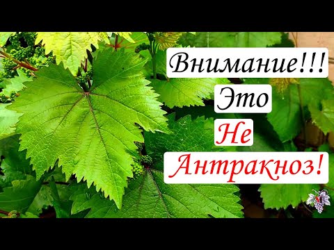Видео: Внимание!!! Это не Антракноз! Как распознать Антракноз.