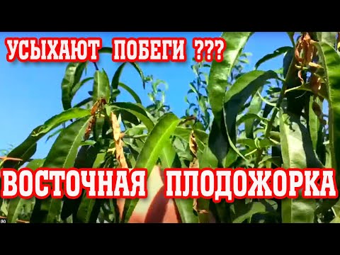 Видео: Засыхают верхушки побегов у персика/ЧТО ДЕЛАТЬ???