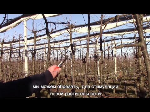 Видео: ОБРЕЗКА ЧЕРЕШНИ