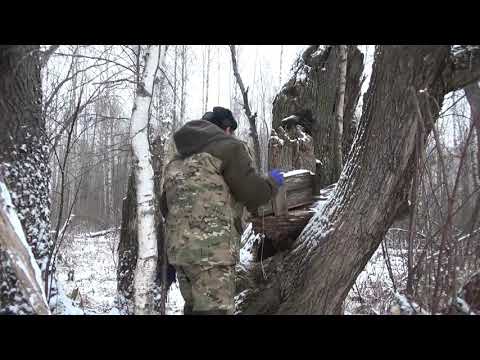 Видео: Проверка капканов на куницу.