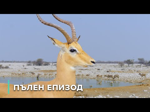 Видео: Сърцето на африканската савана: Антилопи и слонове | Звезди на дивата природа 105+106