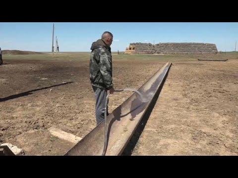 Видео: Азынабай-Тайпақ арнасы жаңғырады