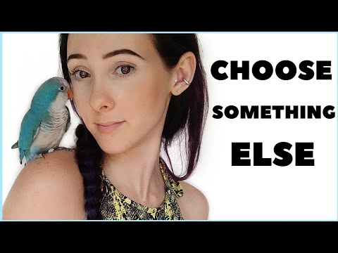 Видео: Почему я не думаю, что попугаи-квакеры подойдут новичкам