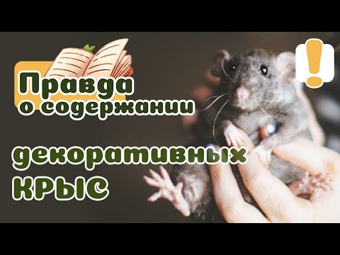 Видео: Правда о содержании КРЫС питомцев. 20 фактов.