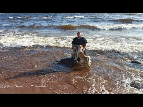 Видео: В Карелию через Ладогу