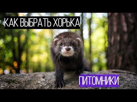 Видео: КАК выбрать ХОРЬКА/ ГДЕ КУПИТЬ хорька/ Фуриттус