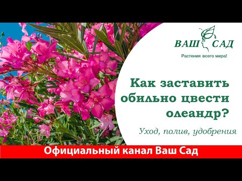 Видео: Олеандр: Рекомендации по правильному уходу, формированию растения и размножению - Ваш сад