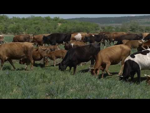 Видео: Корова бурятская