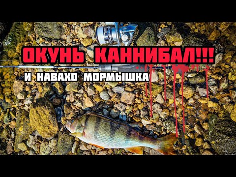 Видео: Мормышинг с Навахо NA43-664MF-S | Как я поймать окуня на живца!
