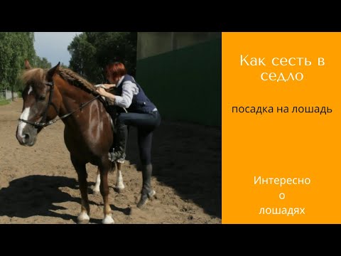 Видео: Посадка на лошадь - как сесть в седло \ Дивные Кони