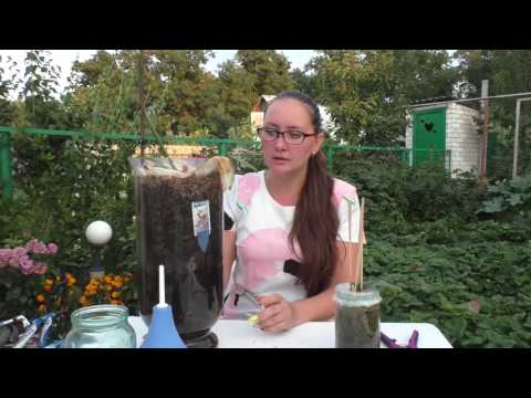 Видео: Салатовая орхидея ! КАК ОНА?? ОНА ЖИВА??Ответ на главный вопрос