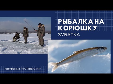 Видео: Рыбалка на корюшку. Часть 2 - Зубатка