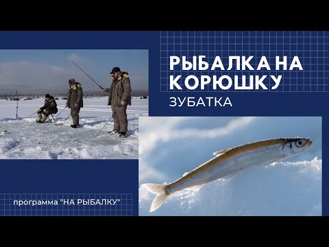 Видео: Рыбалка на корюшку. Часть 2 - Зубатка