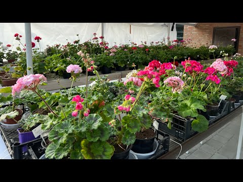 Видео: Пеларгонии, вышли на улицу 20.04.2024