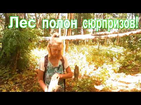 Видео: 🌲В лесу обнаружила такое... | Я была в шоке!