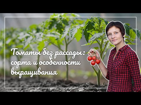Видео: Безрассадный способ выращивания томатов - советует фермер