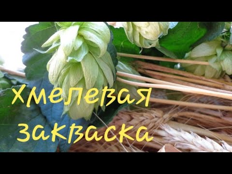 Видео: Хмелевая закваска! очень простой рецепт!