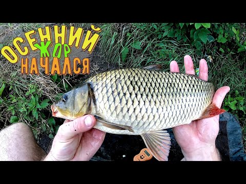 Видео: Осенний Жор рыбы начался! Ловля карпа и не только на Днепре.