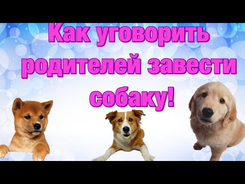 Видео: Как уговорить родителей завести собаку // Моя история