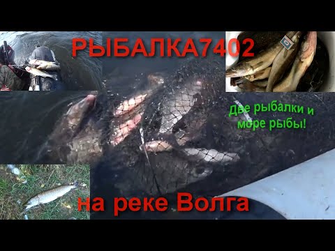 Видео: Крупная рыба на донку с лодки! Река Волга Самарская область!