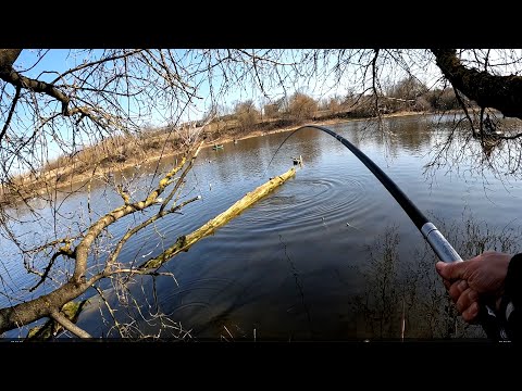 Видео: жор карася Багато риби в кущах на бічний кивок та протестував китайське вудилище яке розіграю