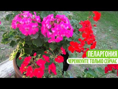 Видео: САМОЕ ВРЕМЯ ЧЕРЕНКОВАТЬ ПЕЛАРГОНИЮ. Мои цветы. Мой опыт.