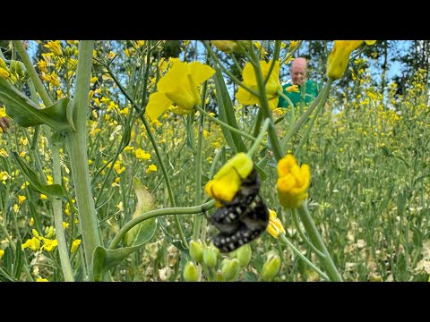 Видео: 🪲 кто отсодит наш рапс в этом сезоне? 🐛