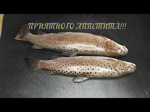 Видео: ЛЕНОК холодного копчения в электростатической коптильне уэк