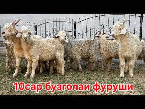 Видео: 10 САР БУЗГОЛИ АРЗОН ОМАД МАРХМАТ СРОЧНА ФУРУШИ МОЛБОЗОРИ ХИСТЕВАРЗ ХУЧАНД 26 сентября 2025 г.