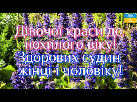 Видео: Дівочої краси до похилого віку!🌺 Здорових судин жінці і чоловіку!🌳