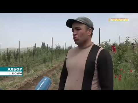 Видео: САФАРИ КОРИ РАИСИ ВИЛОЯТИ ХАТЛОН БА НОХИЯИ ШАМСИДДИН ШОХИН