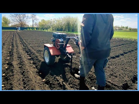 Видео: Посадка картошки под мотоблок!!! Огородный сезон 2022!!