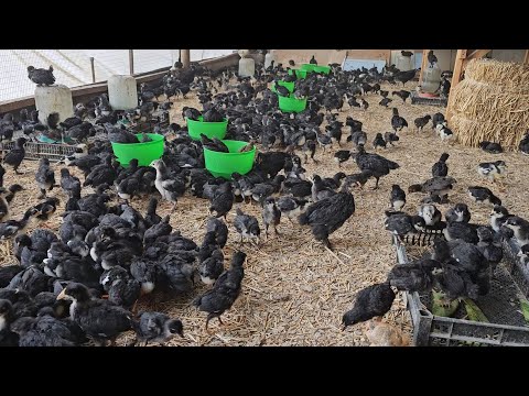 Видео: Андижон кора товуклари жужаси сотилади