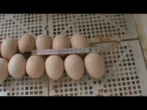 Видео: ошибки при инкубации 1