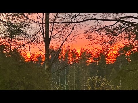 Видео: Медитация в день лотоса🌸чистые энергии дня🙏🏻🙌🌈