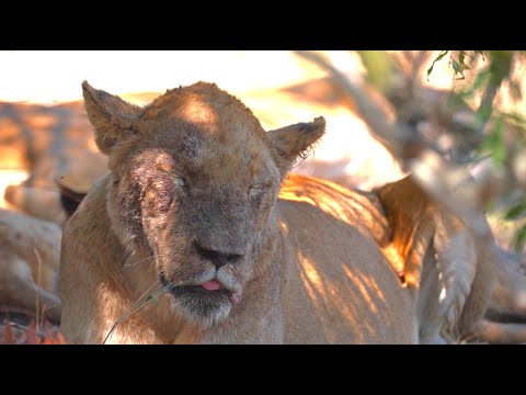 Видео: Как чувствуют себя львы спустя месяц после лечения?