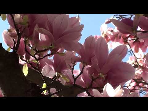 Видео: Я есть свет души. Ja Jest