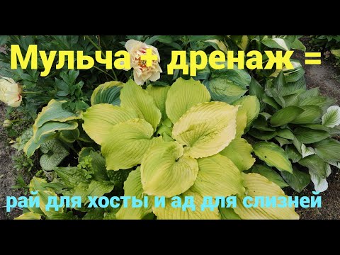 Видео: Мульча + дренаж = рай для хосты, ад для слизняков